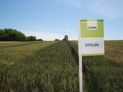 RWA sorte ozime pšenice