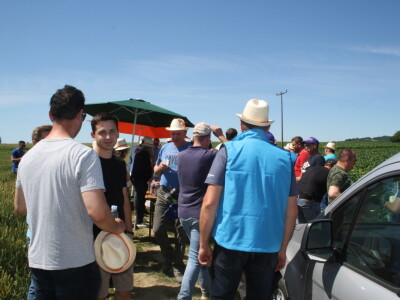 RWA sorte ozime pšenice