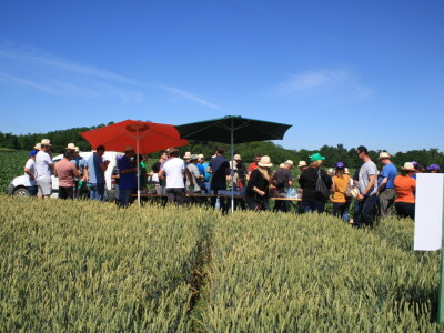 RWA sorte ozime pšenice