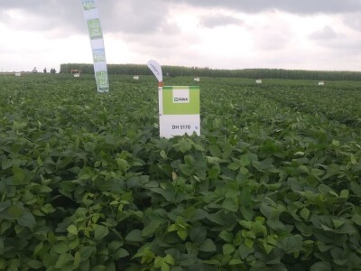 RWA sorte soje - pokus 2018. RWA sorte soje - pokus 2018.