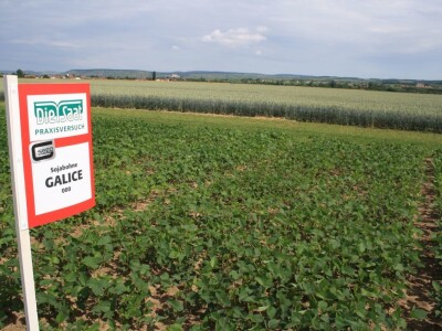 RWA sorte soje - pokus 2018. RWA sorte soje - pokus 2018.