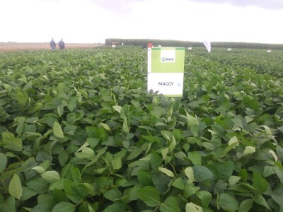 RWA sorte soje - pokus 2018. RWA sorte soje - pokus 2018.