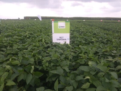 RWA sorte soje - pokus 2018. RWA sorte soje - pokus 2018.