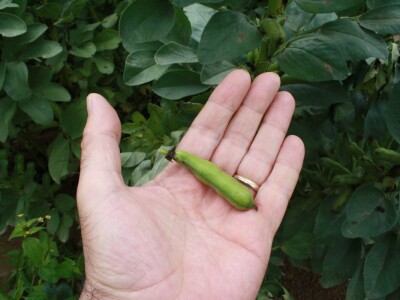 RWA stočni bob - posjeta tvrtki Saatzucht Gleisdorfer