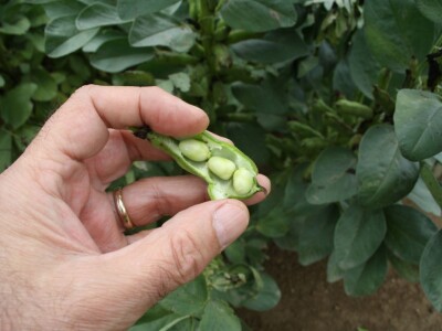 RWA stočni bob - posjeta tvrtki Saatzucht Gleisdorfer