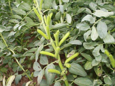 RWA stočni bob - posjeta tvrtki Saatzucht Gleisdorfer