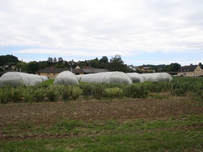 RWA stočni bob - posjeta tvrtki Saatzucht Gleisdorfer