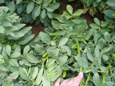 RWA stočni bob - posjeta tvrtki Saatzucht Gleisdorfer