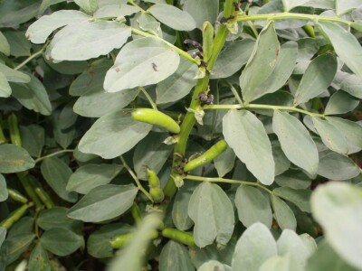 RWA stočni bob - posjeta tvrtki Saatzucht Gleisdorfer