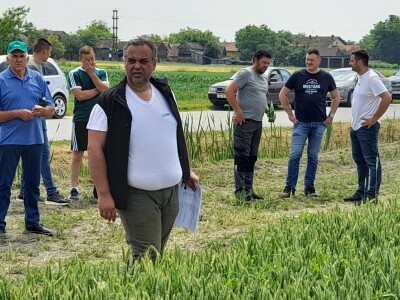 Dani polja pšenice RWA sorti