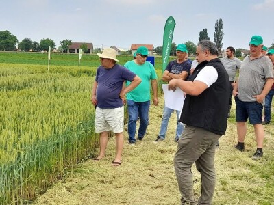 Dani polja pšenice RWA sorti