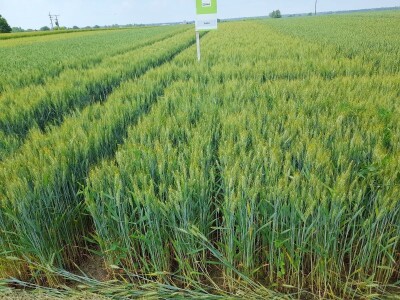 Dani polja pšenice RWA sorti