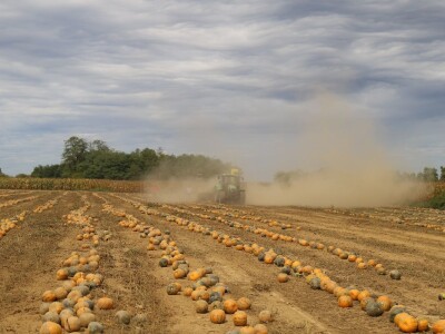 RWA Dan polja uljnih tikvi