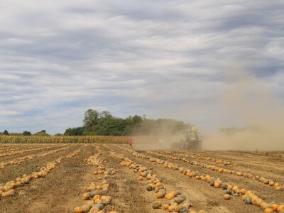 RWA Dan polja uljnih tikvi