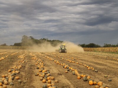 RWA Dan polja uljnih tikvi