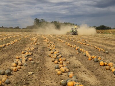 RWA Dan polja uljnih tikvi
