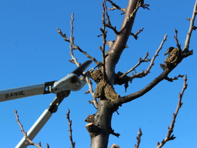 Rzediba jabuke, šljive i višnje