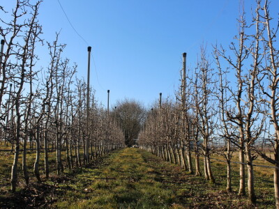 Rzediba jabuke, šljive i višnje