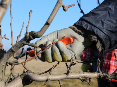 Rzediba jabuke, šljive i višnje