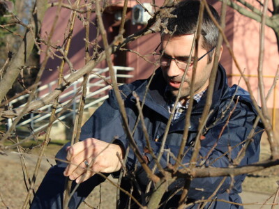 Rzediba jabuke, šljive i višnje