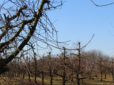 Rzediba jabuke, šljive i višnje