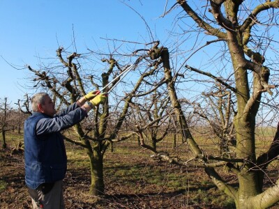 Rzediba jabuke, šljive i višnje
