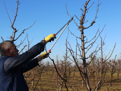 Rzediba jabuke, šljive i višnje