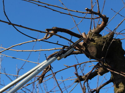 Rzediba jabuke, šljive i višnje