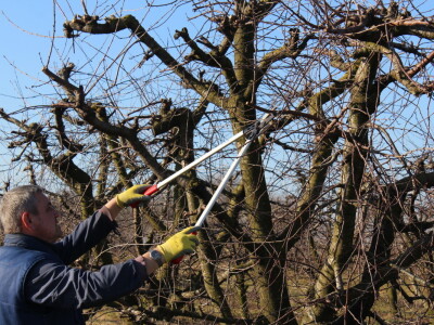 Rzediba jabuke, šljive i višnje