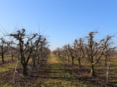 Rzediba jabuke, šljive i višnje