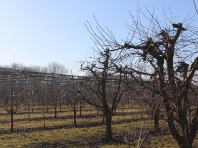 Rzediba jabuke, šljive i višnje