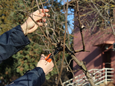 Rzediba jabuke, šljive i višnje