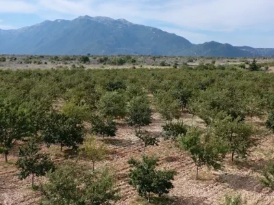 Terra Marascae