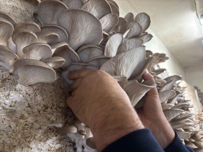 S gljivama u detoksikaciju S gljivama u detoksikaciju