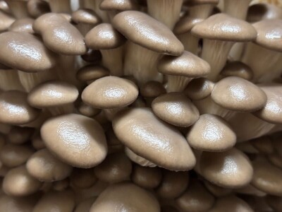 S gljivama u detoksikaciju S gljivama u detoksikaciju