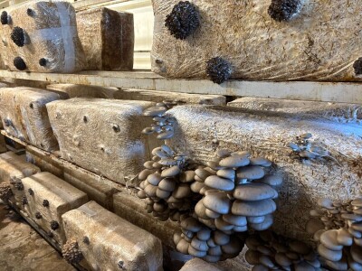 S gljivama u detoksikaciju S gljivama u detoksikaciju