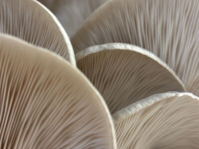 S gljivama u detoksikaciju S gljivama u detoksikaciju