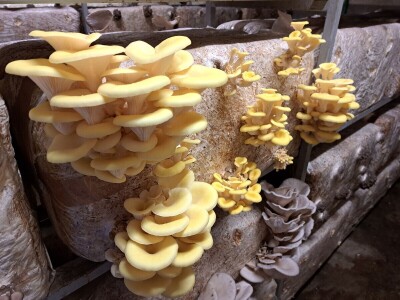 S gljivama u detoksikaciju S gljivama u detoksikaciju