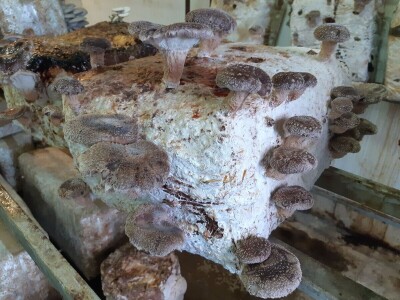 S gljivama u detoksikaciju S gljivama u detoksikaciju