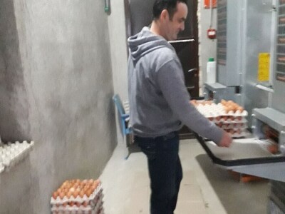 S prijedorske farme na tržište dnevno 6. 000 jaja S prijedorske farme na tržište dnevno 6. 000 jaja