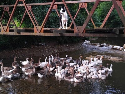 Sa farme gusaka redovno snima klipove za svoj kanal Sa farme gusaka redovno snima klipove za svoj kanal