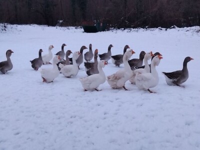 Sa farme gusaka redovno snima klipove za svoj kanal Sa farme gusaka redovno snima klipove za svoj kanal