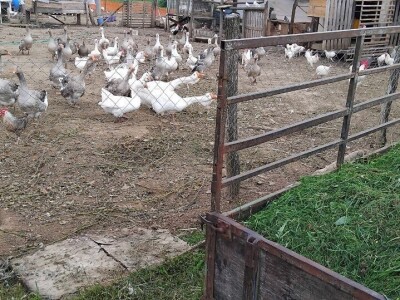 Sa farme gusaka redovno snima klipove za svoj kanal Sa farme gusaka redovno snima klipove za svoj kanal