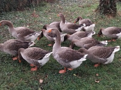 Sa farme gusaka redovno snima klipove za svoj kanal Sa farme gusaka redovno snima klipove za svoj kanal