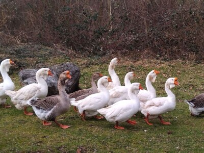 Sa farme gusaka redovno snima klipove za svoj kanal Sa farme gusaka redovno snima klipove za svoj kanal