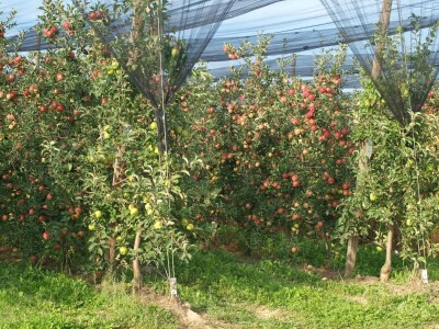 Sa sastanka Hrvatske voćarske zajednice