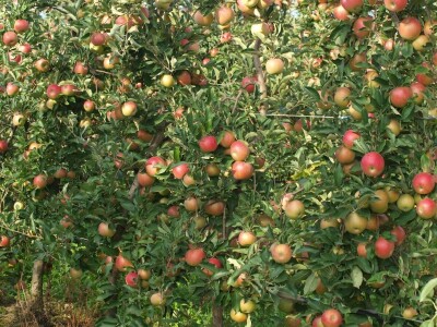 Sa sastanka Hrvatske voćarske zajednice