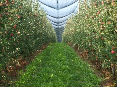 Sa sastanka Hrvatske voćarske zajednice