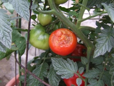 Sa terena - šteta na povrću