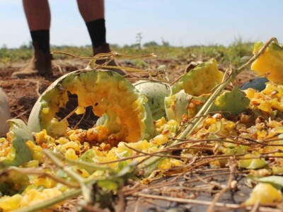 Sa terena - šteta na povrću